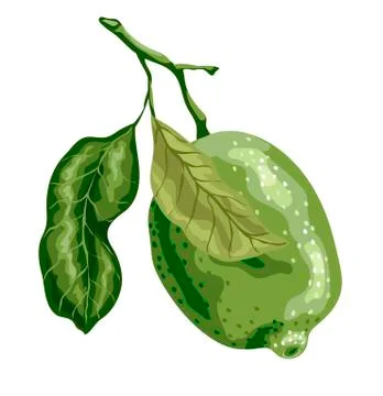Lime fruit of round shape with leaves on the branch. Sweet sort of lime, Mexi Stock Illustration