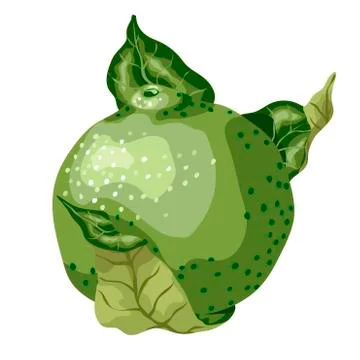 Lime fruit of round shape with leaves Stock-Illustration