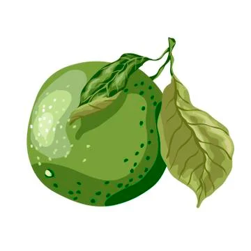 Lime fruit of round shape with leaves on the branch. Sweet sort of lime, Mexi Stock-Illustration