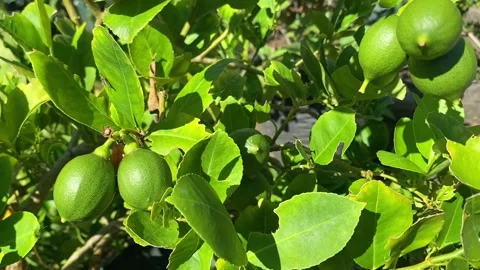 The lime fruit that is starting to bear fruit in a garden. Stock Footage 292198209
