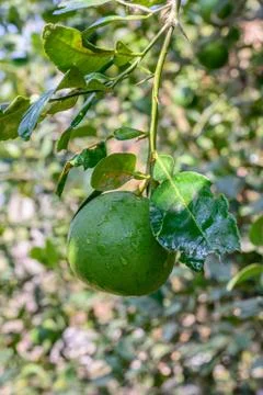 Lime fruit on tree. Stock Photos