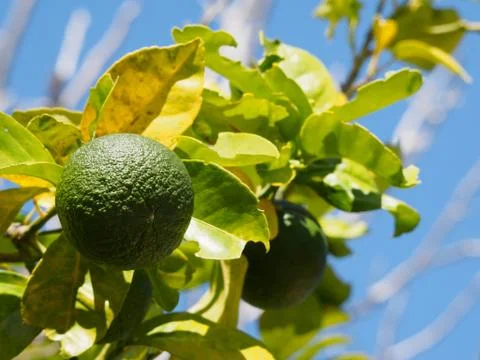 Lime fruit on the tree. Stock Photos