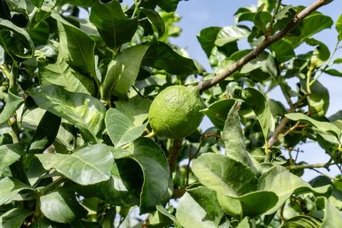 Lime fruit tree with ripe and green leaves in sunlight. Stock Photos