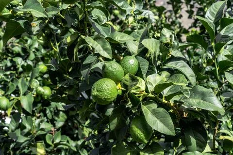 Lime fruit tree with ripe and green leaves in sunlight. Stock Photos