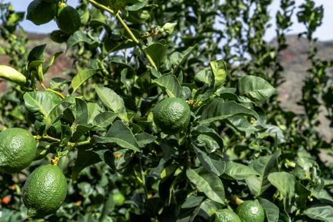 Lime fruit tree with ripe and green leaves in sunlight. Foto stock