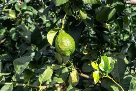 Lime fruit tree with ripe and green leaves in sunlight. Stock Photos