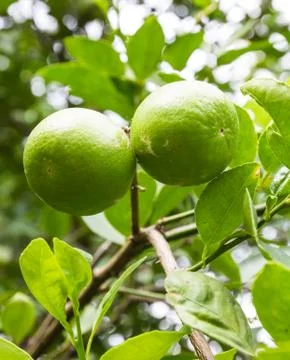 Lime fruit on tree, thailand Stock Photos