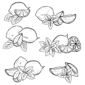 Lime fruits and  peppermint Vector   illustration. Stock Illustration
