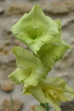 Lime Green Gladiolus. Foto stock