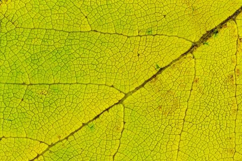 Lime green leaf texture macro closeup. Beautiful natural pattern, Horizonta.. Stock Photos