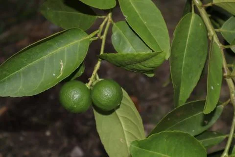 Lime green Stock Photos