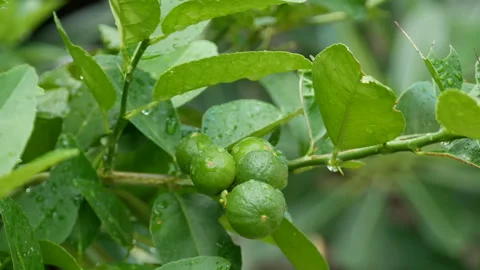 Lime green tree hanging from the branches of it Stock Footage 139363692