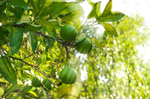 Lime green tree hanging from the branches Stock Photos