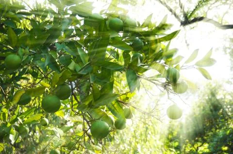 Lime green tree hanging from the branches Stock Photos