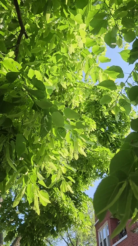 Lime-Green Tree Leaves in Slight Breeze Stock Footage 327687561