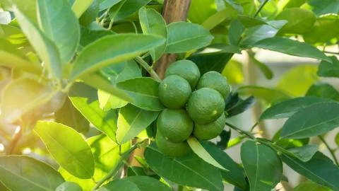 Lime green tree Stock-Fotos