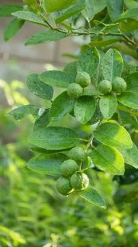 Lime green tree Stock Photos