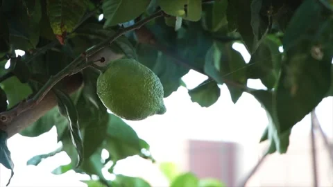 Lime growing on tree branch lightly blowing waving in wind close up shot Stock Footage 252152727