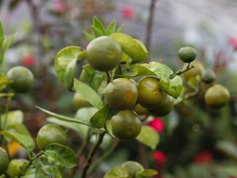 Lime growing on a tree Stock Photos