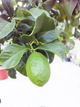 Lime hanging on a lime tree branch Stock Photos