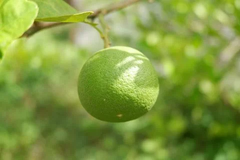 Lime hanging on the tree 写真素材