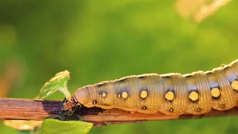Lime Hawk Moth Caterpillar Closeup. Stock-Footage 307265040