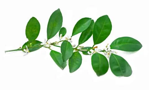 Lime leaf with flower isolated on white background Stock Photos