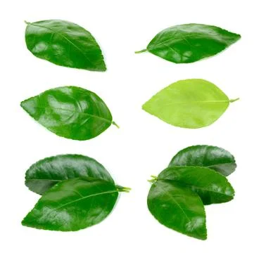 Lime leaf Isolated on the white background Stock Photos
