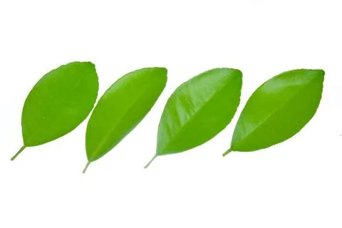 Lime leave isolated on white background Stock Photos
