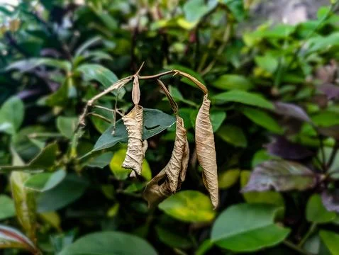 Lime leaves dried Stock Photos