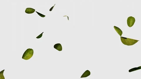 Lime leaves Video stock 296674810