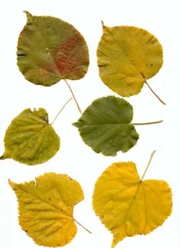 Lime leaves Stock Photos