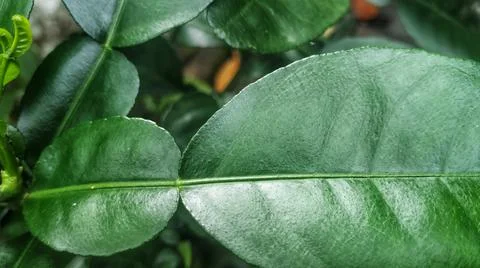 Lime leaves 스톡 사진