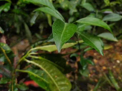 Lime leaves 库存照片
