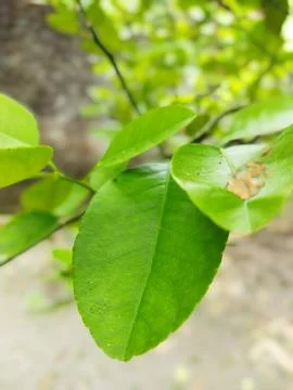 Lime leaves Stock Photos