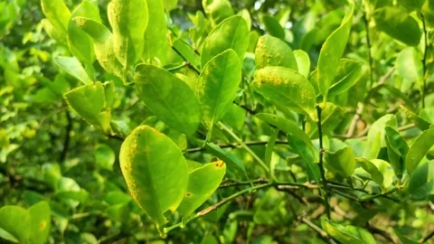 Lime Leaves in Sunlight Video stock 313518570