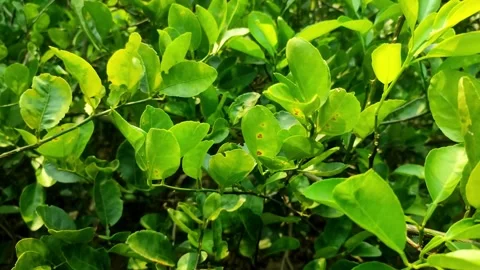 Lime Leaves in Sunlight Video stock 313518580