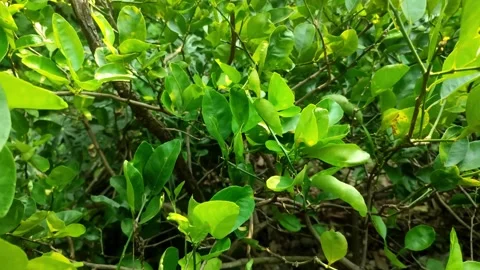 Lime Leaves in Sunlight Video stock 313518599