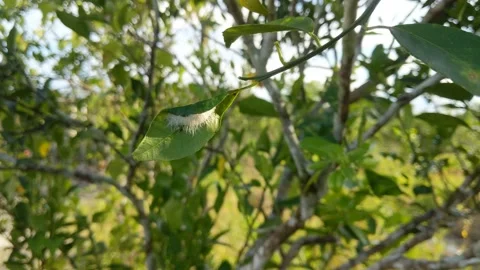 Lime leaves waving in the wind 库存影片 221455020
