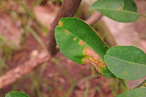 Lime, lemon canker disease causes by bacteria Stock Photos
