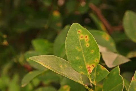 Lime, lemon canker disease causes by bacteria Stock Photos
