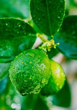 Lime lemon Stock Photos