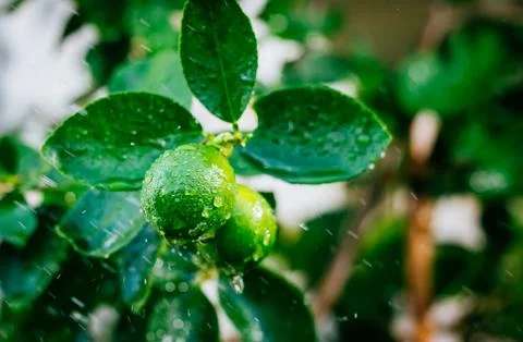 Lime lemon 스톡 사진