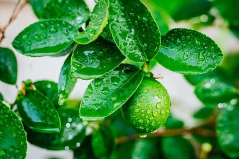 Lime lemon 스톡 사진