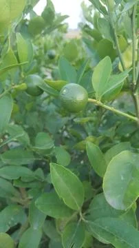 Lime or green lemon on the branches hanging from lime tree with blurred backg Foto stock