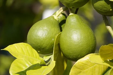 Lime or lemon in the form of pears, breeding unusual plants. borrowing forms 写真素材