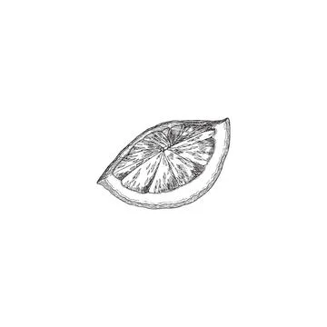 Lime or lemon segment piece, hand drawn engraving vector illustration isolated. Illustrazione stock