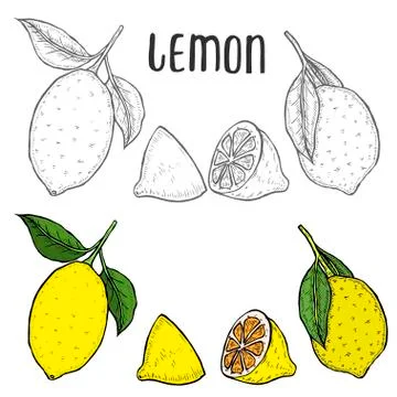Lime or lemon set. Stock Illustration