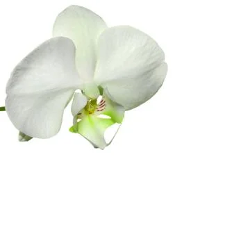 Lime Orchid Stock Photos