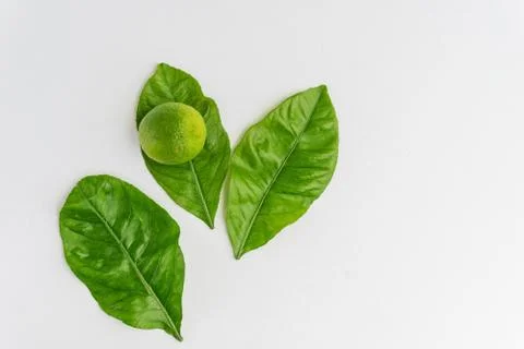 Lime over three lemon tree leaves isolated on white. Minimalist, fresh and gr Stock Photos